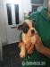 Boston terrier puppies