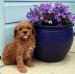 Purebred toy Poodle puppies