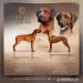 Rhodesian Ridgeback