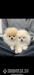 Teacup Pomeranian puppies