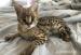 F1 - F3 savannah and Serval for sale