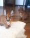 Ocelots, Caracals and F1 - F3 savannah and Serval