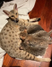 Exotics cats. (Ocelots, Caracals and F1 - F3 savan