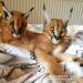 F1 - F3 savannah and Serval for sale