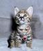 Ocelots, Caracals and F1 - F3 savannah and Serval
