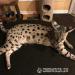 Exotics cats. (Ocelots, Caracals and F1 - F3 savan