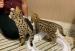 Exotics cats. (Ocelots, Caracals and F1 - F3 savan