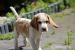 Szczeniaczek Beagle piesek po Championie Polski ZK