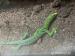 Emerald tree monitors for sale