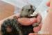 Pygmy Marmosets Monkey for Sale