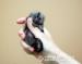 Marmoset Monkeys for Adoption