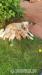  Adorable Golden Retriever Puppies for Sale 