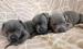  Stunning KC registered Staffordshire pups for sal
