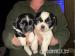 Shit Tzu Pups Ready Now.