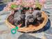 cane corso šteniatka 