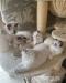 Ragdoll kittens 