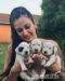 Dalmatian puppies FCI