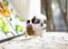 Shih tzu puppies available