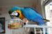 Parrots and fertile eggs for sale