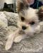 Yorkie puppy available 
