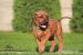 Rhodesian Ridgeback