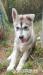 Sibírsky husky