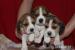 Beagle szczeniaczki ZKwP FCI
