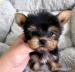 Szczenięta Yorkshire Terrier (samiec i suczka) do 