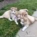 Adorable Siberian Husky Pups