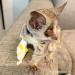 Mláďatá plemena Bush (Galago) na adopciu.