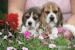 Beagle szczeniaczki ZKwP FCI