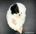 Šteniatka Pomerania na adopciu. 