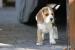 Beagle szczeniaczki ZKwP FCI