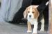Beagle księżniczka po Championie  ZKwP (FCI)