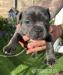 Blue Staffies For Sale