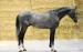 ZANGERSHEIDE GELDING 