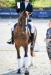 French Trotter Mare