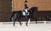 Hanoverian Gelding 