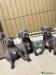 American Staffordshire Terrier Puppies