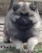 Německý špic vlčí / keeshond prodám štěňata s PP