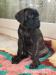 6 krásných štěňat Cane Corso k dispozici