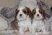 Cavalier King Charles Spaniel szczeniaczki ZKwP 