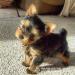 Szczenięta yorkshire terrier do adopcji.