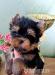 Yorkshire terrier šteniatka s PP 