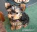 Szczenięta yorkshire terrier do adopcji.