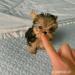 yorkie puppies for adoption