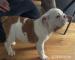 Male and female english bulldog puppies available