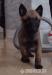 Belgický ovčiak malinois - šteniatka 