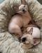 2 mačiatka sphynxov na adopciu zadarmo