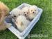  Pomeranian Puppies for Sale 